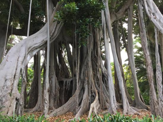 15 Ficus macrophylla