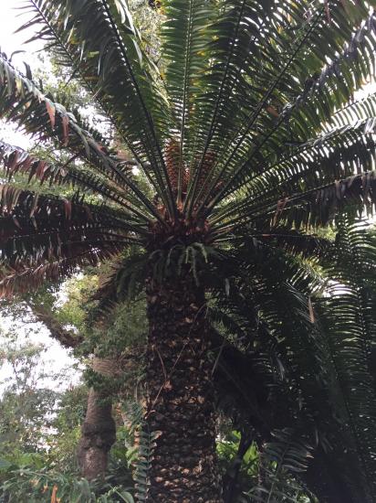 18 Encephalartos laurentianus