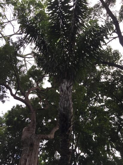 6 Phytelephas macrocarpa