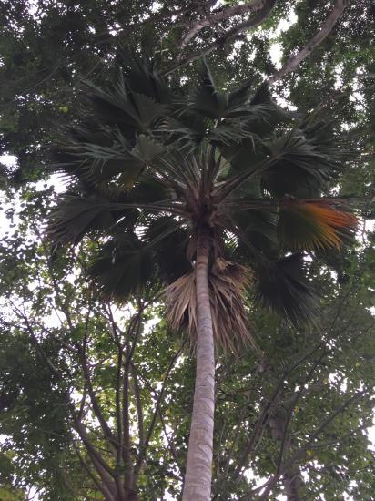 7 Pritchardia hillbrandii