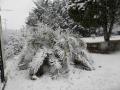 2018 Palmiers sous la neige