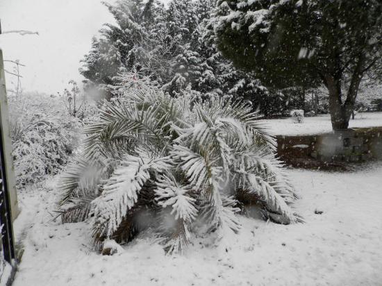 Alexandre C Phoenix canariensis (34)