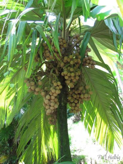 Pelagodoxa henryana