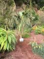 Plantation Palmier Jardin Bo 5