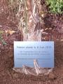 Plantation Palmier Jardin Bo 6