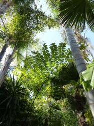 caryota gigas