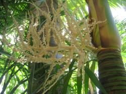 rhopalostylis baueri inflorescence