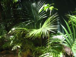 howea foresteriana