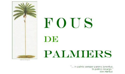 Fous de Palmiers