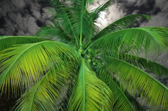 candidat-n-1-photo-a-mon-cocotier-au-clair-de-lune-guyane-francaise.jpg