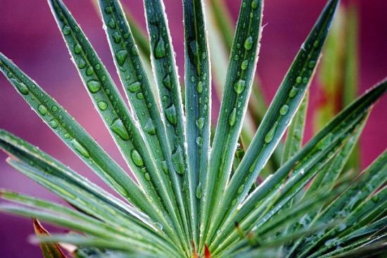 candidat-n-15-photo-c-macro-sur-trachycarpus-princeps.jpg