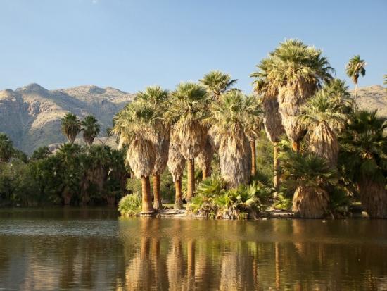 candidat-n-16-photo-a-reflection-de-filiferas-en-arizona.jpg