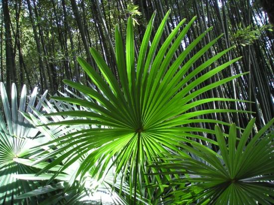 candidat-n-4-photo-a-trachycarpus-fortunei-palme-parfaite.jpg