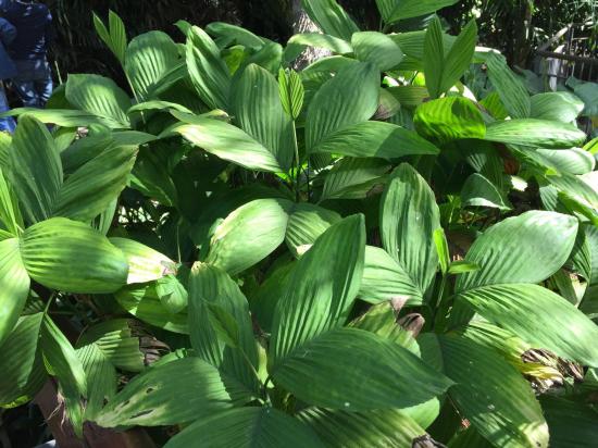 Chamaedorea brachypoda