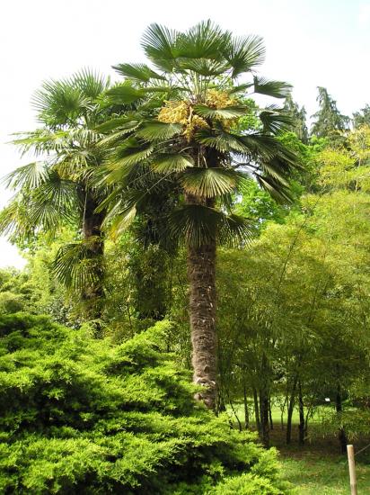 Trachycarpus wagnerianus isa